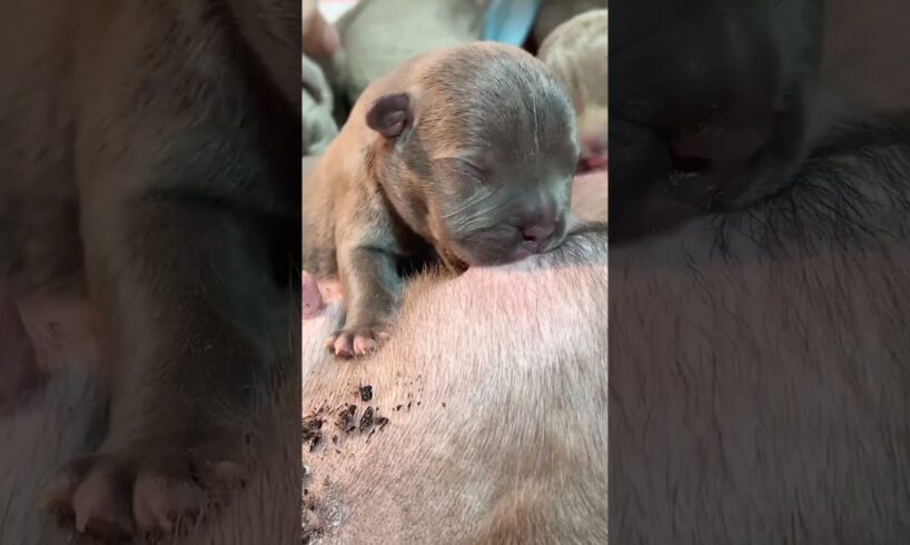 Cute Puppies Drinking Breast Milk #puppy #cutepuppy #puppyvideos