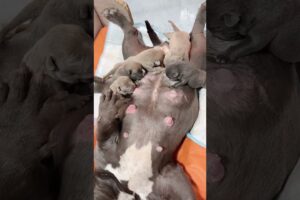 Cute Puppies Drinking Breast Milk #puppy #cutepuppy #puppyvideos