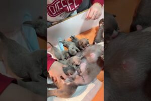 Cute Puppies Drinking Breast Milk #puppy #cutepuppy #puppyvideos