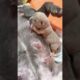 Cute Puppies Drinking Breast Milk #puppy #cutepuppy #puppyvideos