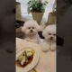 cute puppies funny moment cute overload ❤️#hellomochi #shorts #dog #funnydogs #funnyanimals #bichon