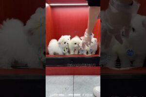 cute puppies funny moment cute overload ❤️#hellomochi #shorts #dog #funnydogs #funnyanimals #bichon