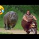 Best Fails of the Week | Stupid and Crazy 😫