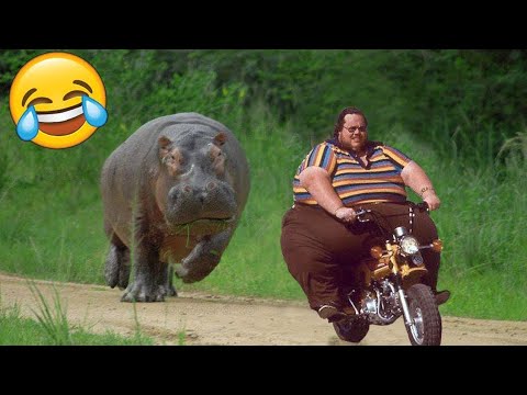 Best Fails of the Week | Stupid and Crazy 😫