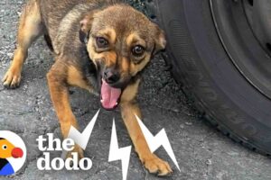 Stray Dog On Busy Street Asks Woman For Help | The Dodo