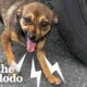 Stray Dog On Busy Street Asks Woman For Help | The Dodo