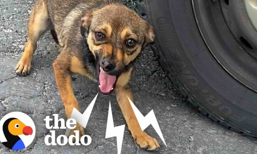 Stray Dog On Busy Street Asks Woman For Help | The Dodo