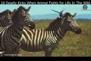 18 Deadly Kicks When Animal Fights for Life In The Wild