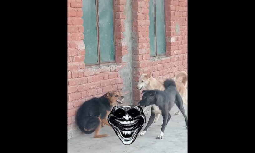 1vs2 sigma doG 🐶 👑 dog fight #funny#dog#funny#