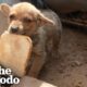 3 Incredible Rescue Dog Transformations | The Dodo