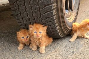 3 stray kittens refused to leave the girl's car. When she found out the reason, she was speechless.