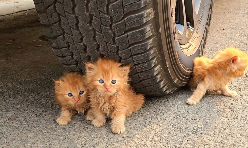 3 stray kittens refused to leave the girl's car. When she found out the reason, she was speechless.