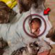 5 cats surrounded the child, and the parents are in a state of panic!