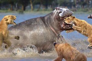 90 Craziest Animal Fights of All Time 2024