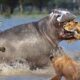 90 Craziest Animal Fights of All Time 2024