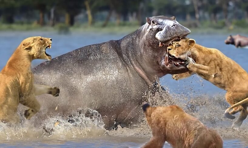 90 Craziest Animal Fights of All Time 2024