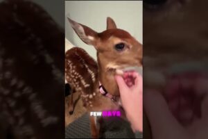 "A Baby Deer’s Heartfelt Return: A Story of Rescue and Gratitude" #animallover #animals #facts