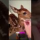 "A Baby Deer’s Heartfelt Return: A Story of Rescue and Gratitude" #animallover #animals #facts