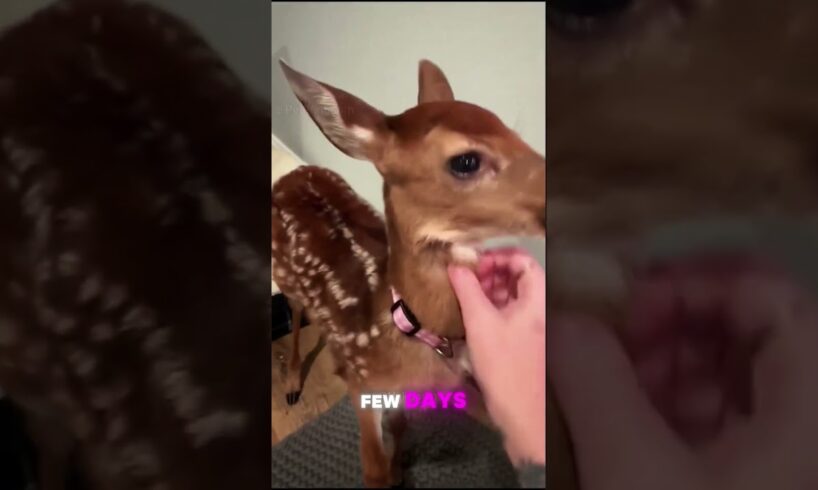 "A Baby Deer’s Heartfelt Return: A Story of Rescue and Gratitude" #animallover #animals #facts