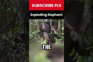 A Dramatic Rescue: Elephant's Swollen Leg Near Explosion!