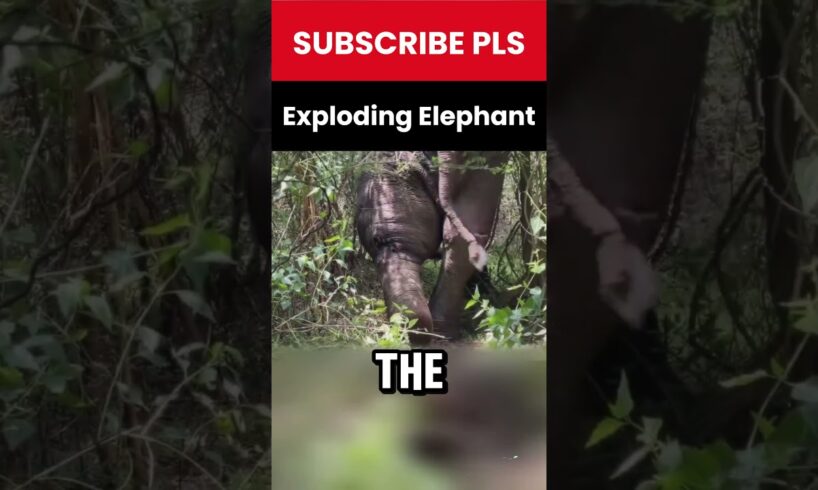 A Dramatic Rescue: Elephant's Swollen Leg Near Explosion!