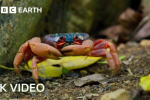 A Journey Across Our Planet | 4K UHD | Planet Earth II | BBC Earth