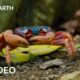 A Journey Across Our Planet | 4K UHD | Planet Earth II | BBC Earth