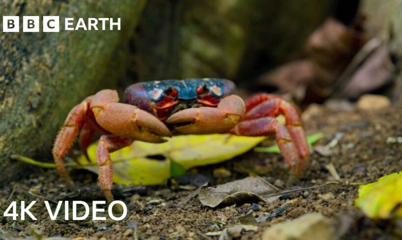 A Journey Across Our Planet | 4K UHD | Planet Earth II | BBC Earth