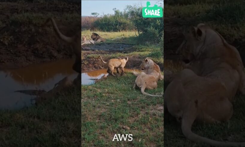 A Lion Is Playing With Her Cubs After Hunting #shorts #animals #lion #hunting #wildlife #cubs