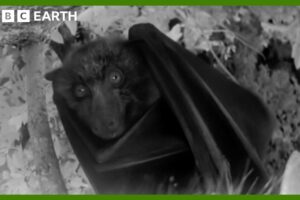 A Night Vision Flight with a Flying Fox | Animals With Cameras | BBC Earth