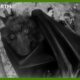 A Night Vision Flight with a Flying Fox | Animals With Cameras | BBC Earth