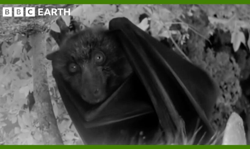 A Night Vision Flight with a Flying Fox | Animals With Cameras | BBC Earth