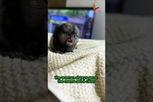 A Woman's Love for a Marmoset Found on the Road #animals #rescue #shortvideo #shorts