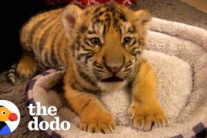 A Year In The Life Of A Baby Tiger  | The Dodo Little But Fierce