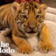 A Year In The Life Of A Baby Tiger  | The Dodo Little But Fierce