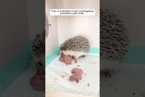 A couple rescued a hedgehog in distressed #shorts