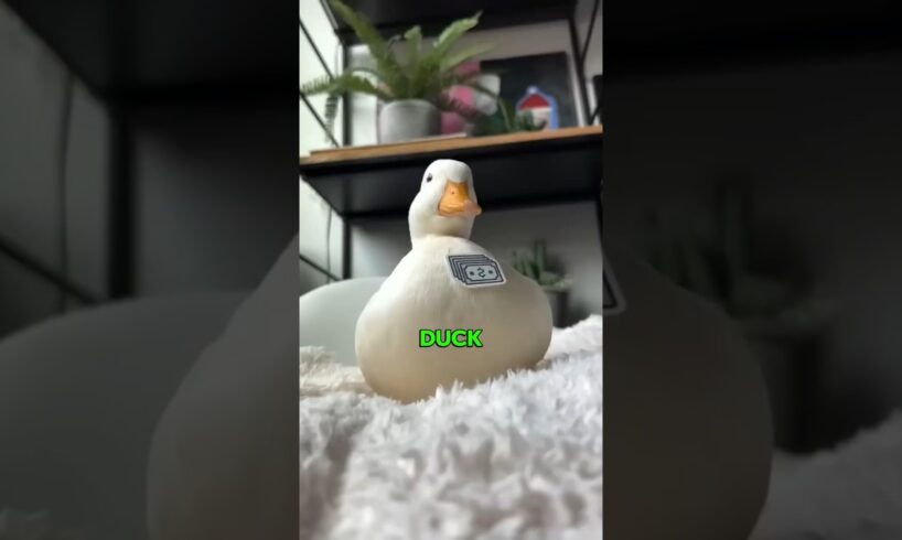 A duck that is happy when it sees money  #animals #animallover #petswildatheart #cute