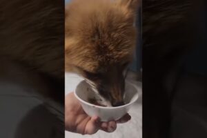 A fox got its leg caught in a trap and was rescued by a man #rescuefox #fox #short