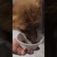 A fox got its leg caught in a trap and was rescued by a man #rescuefox #fox #short