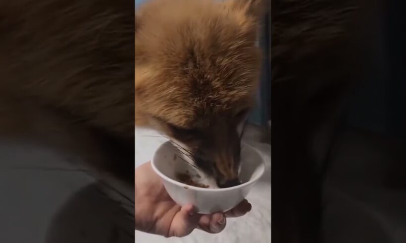 A fox got its leg caught in a trap and was rescued by a man #rescuefox #fox #short