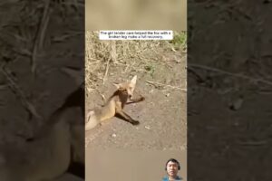 A fox tries to survive with its legs broken. #animalsrescuer #shortvideo #fox