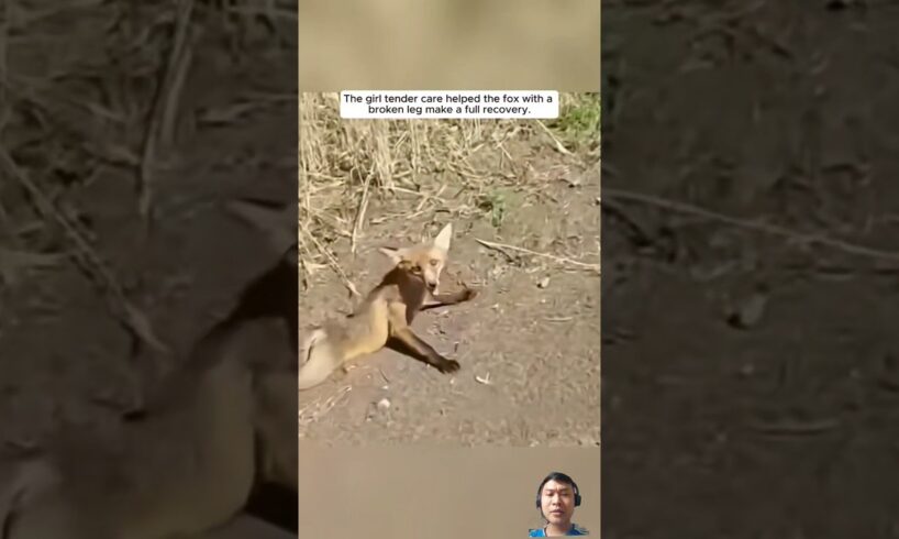 A fox tries to survive with its legs broken. #animalsrescuer #shortvideo #fox