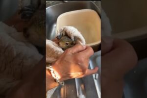 A hungry squirrel lying alone was luckily saved #squirrel #rescuesquirrel #shorts