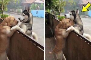 A lonely husky rushes out of the open gate to see his best companion