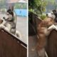 A lonely husky rushes out of the open gate to see his best companion