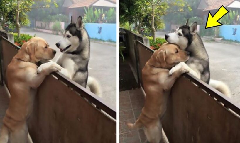 A lonely husky rushes out of the open gate to see his best companion