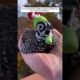 A man rescued this quail and took it in. #animalshorts #animals #shortvideo