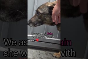 Abandoned #GermanShepherd cries like a human-full video: www.HopeForPaws.org ❤️ #dogs #rescue #love