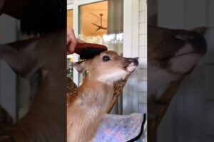 Abandoned deer lying alone in the grass was luckily rescued #deer #rescuedeer #short