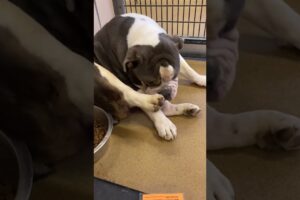 Adorable Bulldog At Shelter Realizes They're Being Adopted!